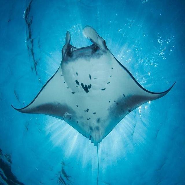 Maldives Honeymoon - Manta Ray Diving