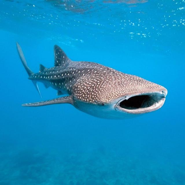 Maldives Honeymoon - Whale Shark Diving