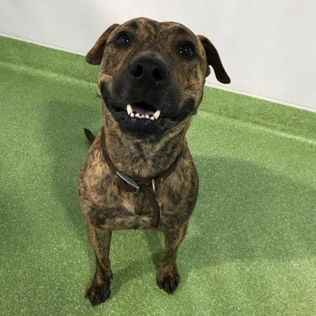 Donation to the San Diego Humane Society