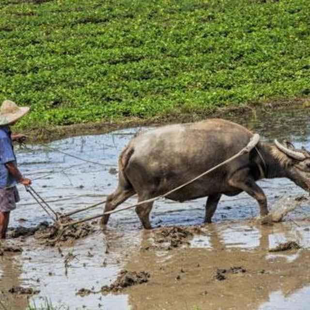 Wet Rice Farm Culture