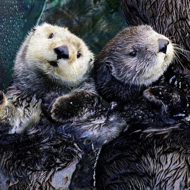 Honeymoon - Monterey Bay Aquarium