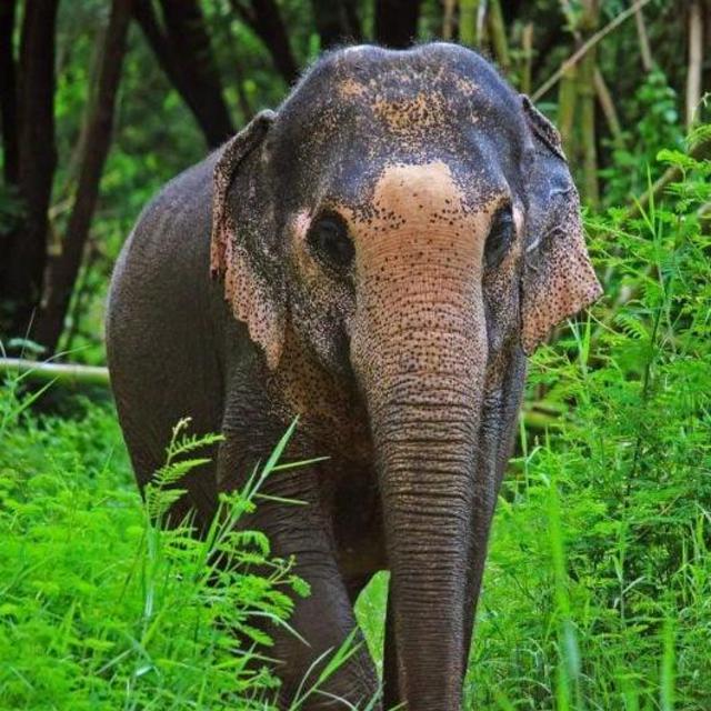 Chiang Mai, Thailand Elephant Sanctuary Excursion