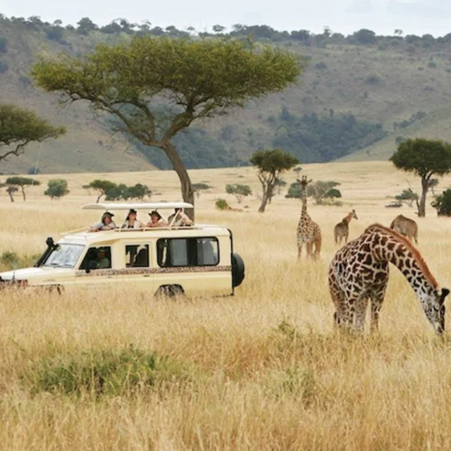 African Safari Honeymoon (Venmo - preferred)
