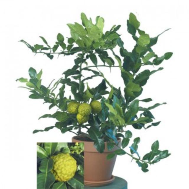 Kaffir Lime (Citrus hystrix)