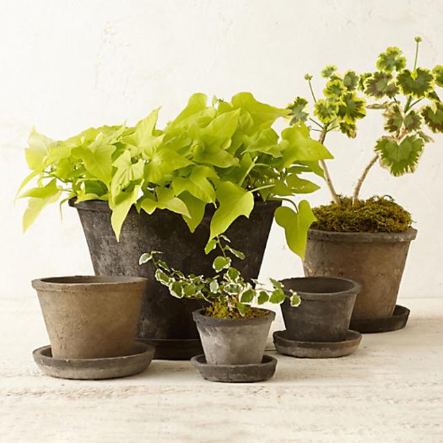 Earth Fired Clay Thin Rim Pot + Saucer, Slate 4-12"