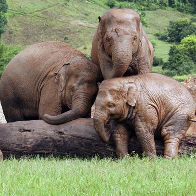 Honeymoon Fund: Elephant Nature Park Rehabilitation Project