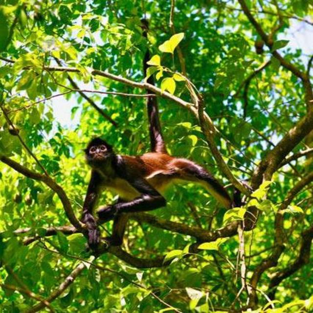 Day Excursion to Rainforest of Coba