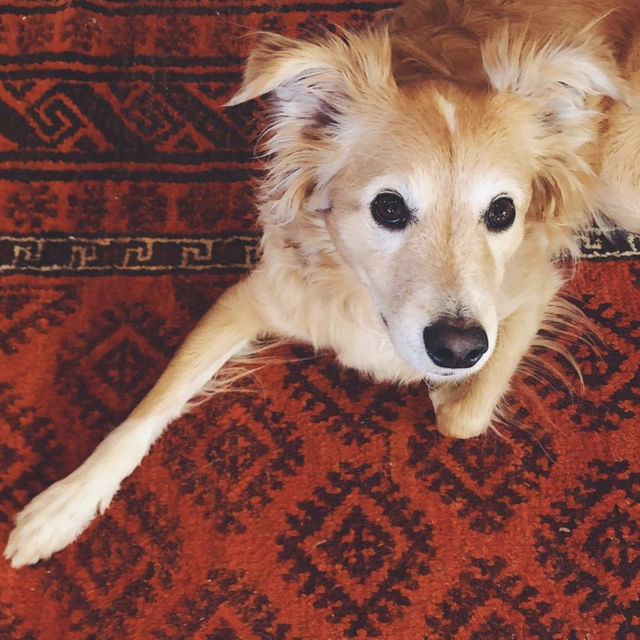 Try A New Toy/Treat for Beau!