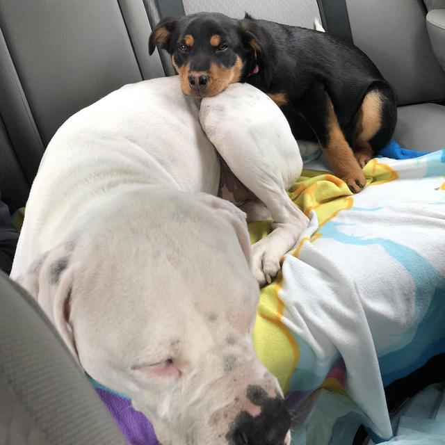 Pet Care and Supplies Fund