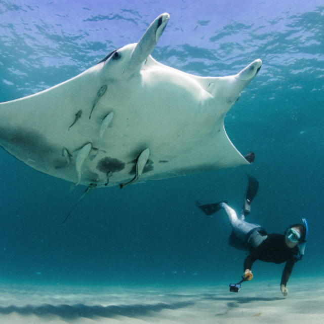 Snorkeling with Manta Rays in Bali
