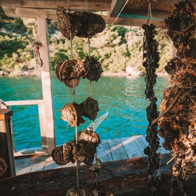 Oyster Farming in Ston Bay