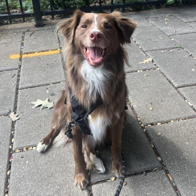 Jack's Dog Sitting