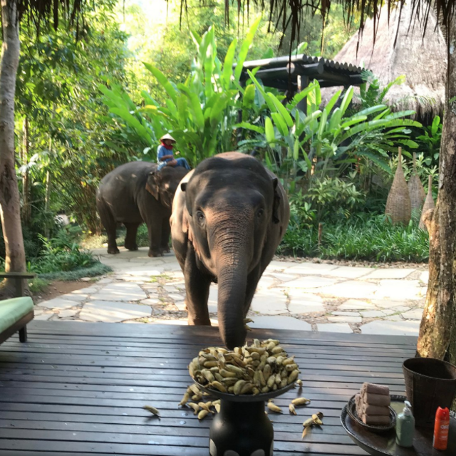 Day at the elephant sanctuary in Chiang Mai
