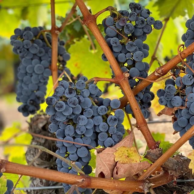 Napa Wine Tasting