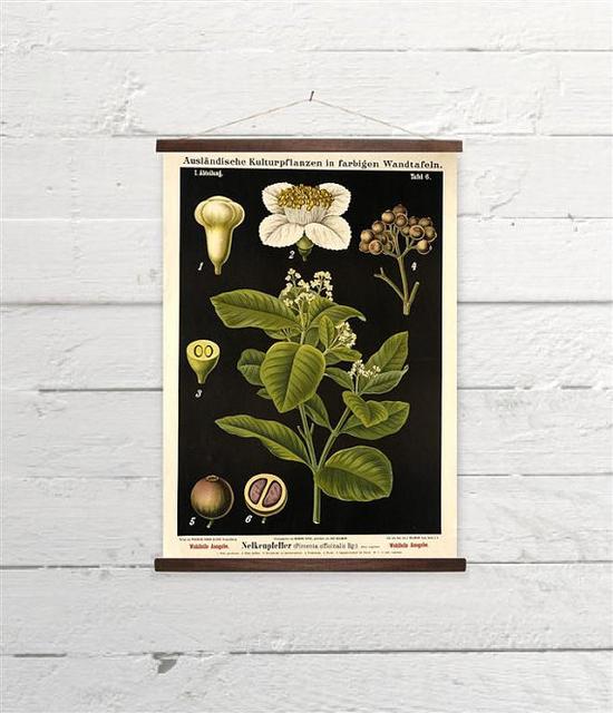 Vintage Botanical Allspice Plant Anatomy Black Background Canvas Wall Chart A3