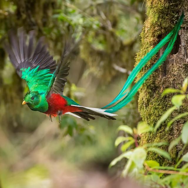 Birding tour