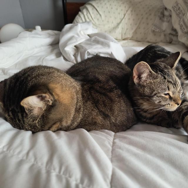 Pet Sitting