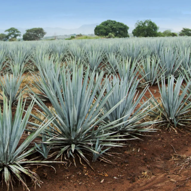 Tasting at La Mezcaloteca in OAX