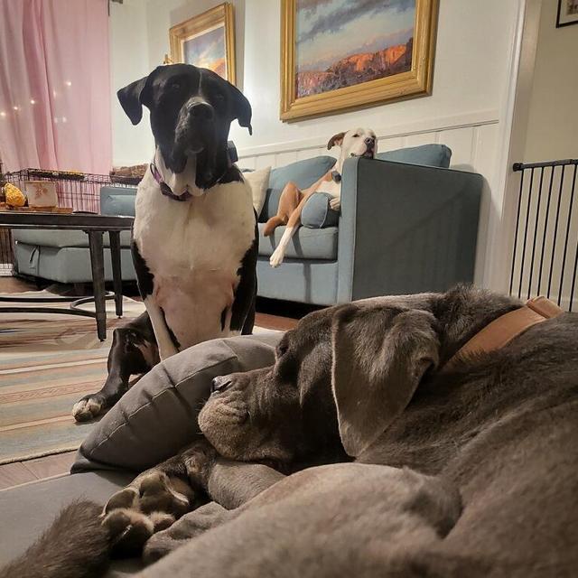 Our Dog Fund
