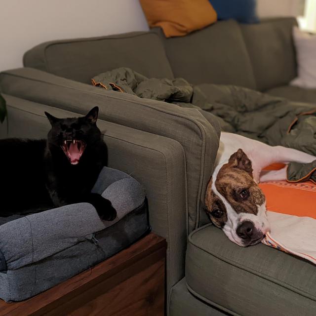 Georgia D. Dog and Winnie C. Cat Lifetime Fund