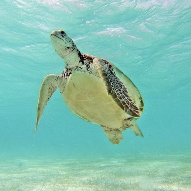 Swimming with Sea Turtles on Our Honeymoon