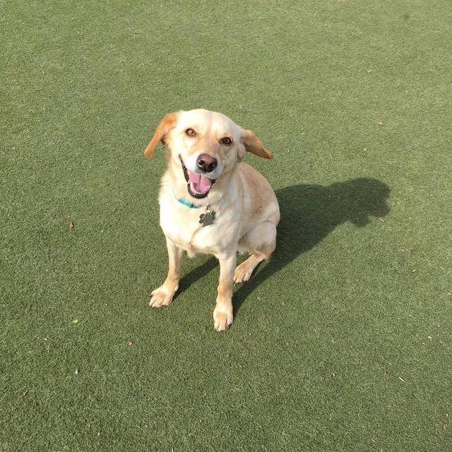 Embark Dog DNA Test Kit