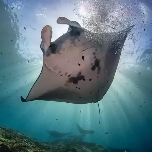 Snorkeling with Manta Rays - Big Island Hawaii