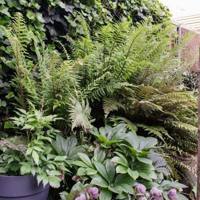 Our Outdoor Oasis