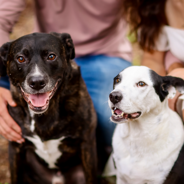 Dog Sitter For Our Honeymoon
