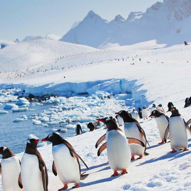 Our Antarctica Honeymoon Fund