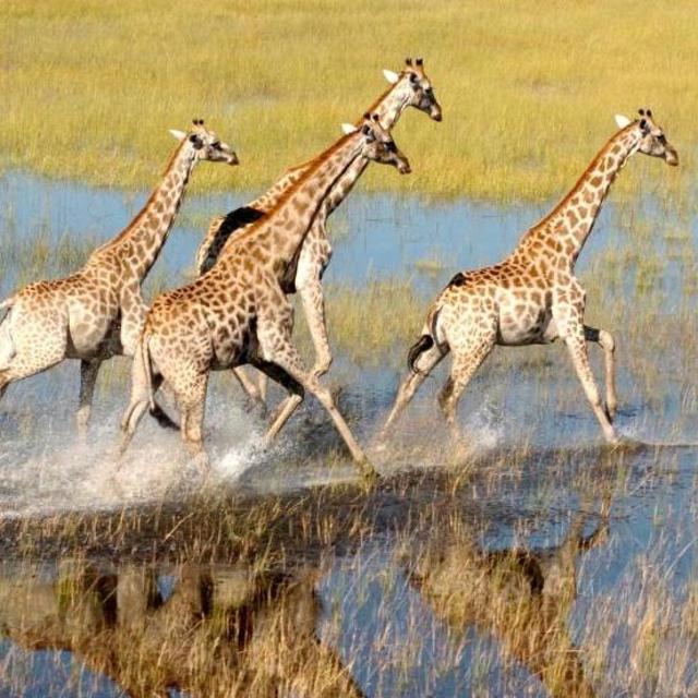 Honeymoon Safari in Okavango Delta, Botswana