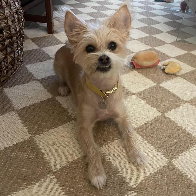 Nellie's Vacation at District Dogs