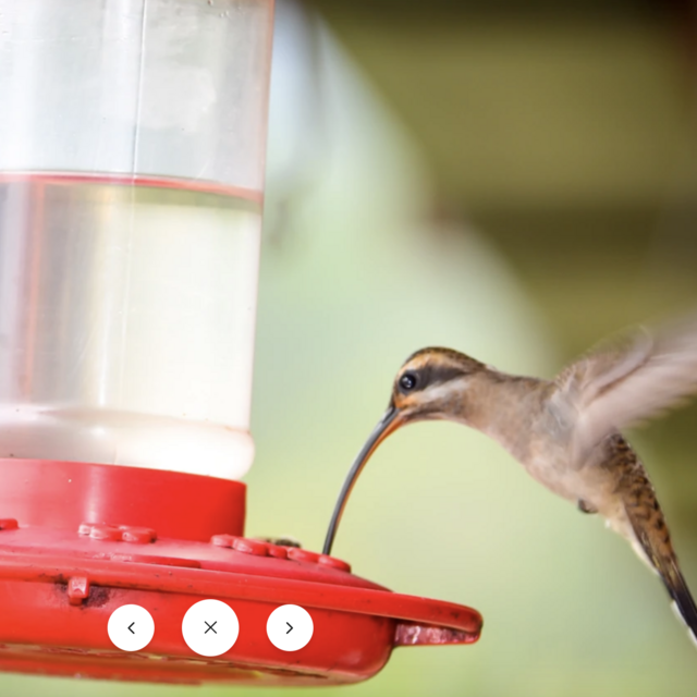 16 oz. Hummingbird Feeder – First Nature