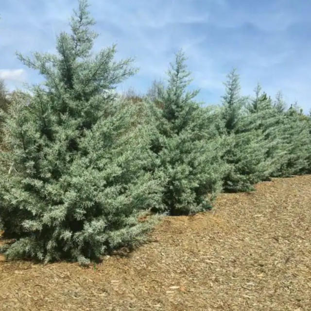 Arizona Cypress 6'-8'