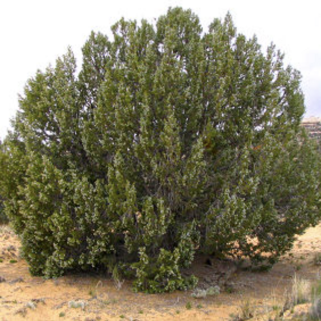Juniper Tree