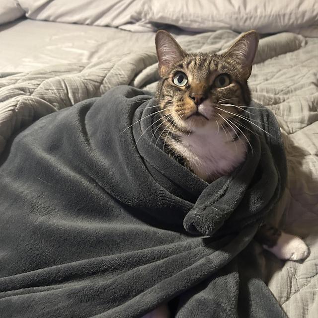 Cat Sitting Fund
