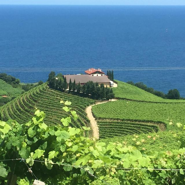 Wine tasting