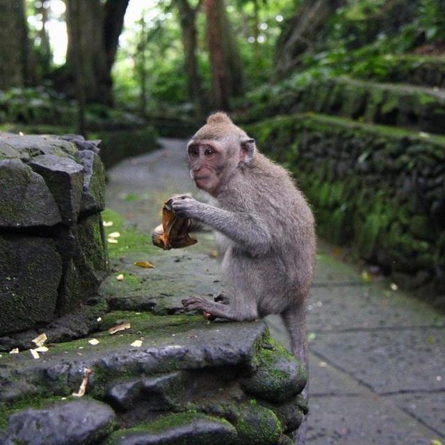 Visit to Ubud Sacred Monkey Forest - Bali