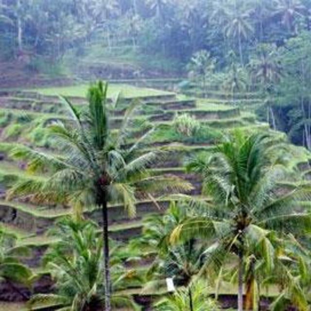Scooter Rental and Entry to visit Tegalalang Rice Paddies - Bali