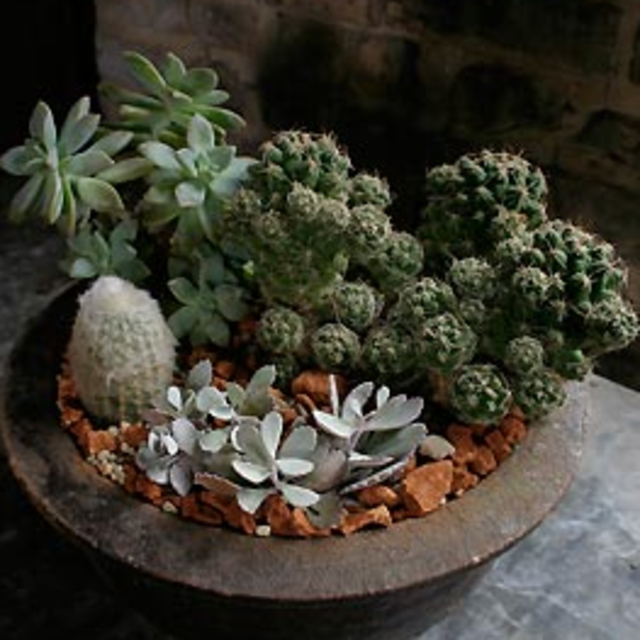 Succulent Garden from a New Leaf