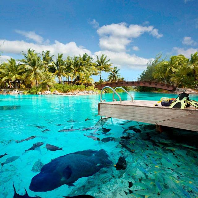 Snorkeling Trip in Bora Bora