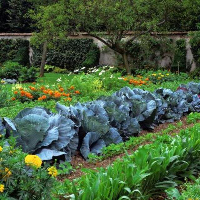 Backyard Garden