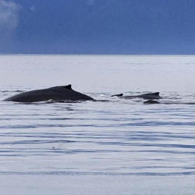 Whale & Marine Mammals Cruise-Icy Strait Point Alaska