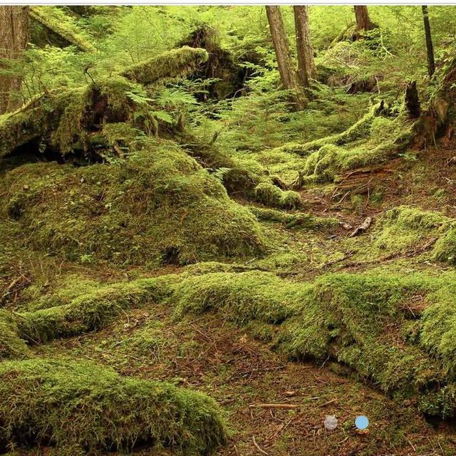 Rainforest Island Adventure-Ketchikan Alaska