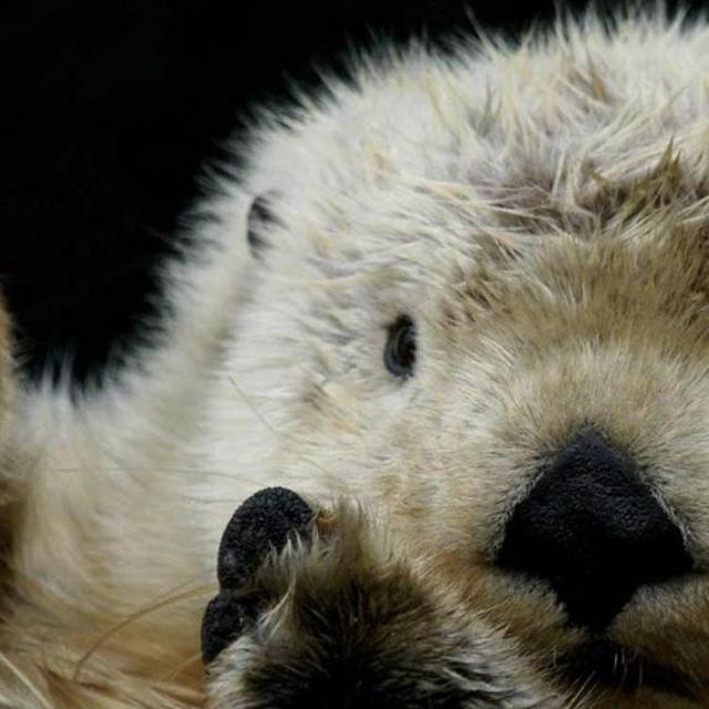 Sea Otters, Raptors & Bears Excursion-Sitka Alaska