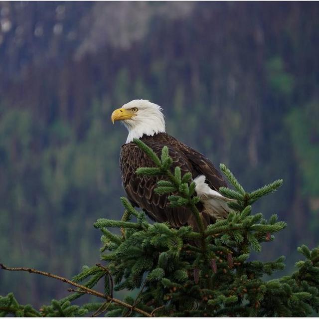 Mountaintop Forest Tram-Icy Strait Point Alaska