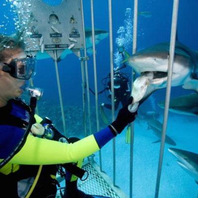 Shark Cage Diving and Viewing Trip