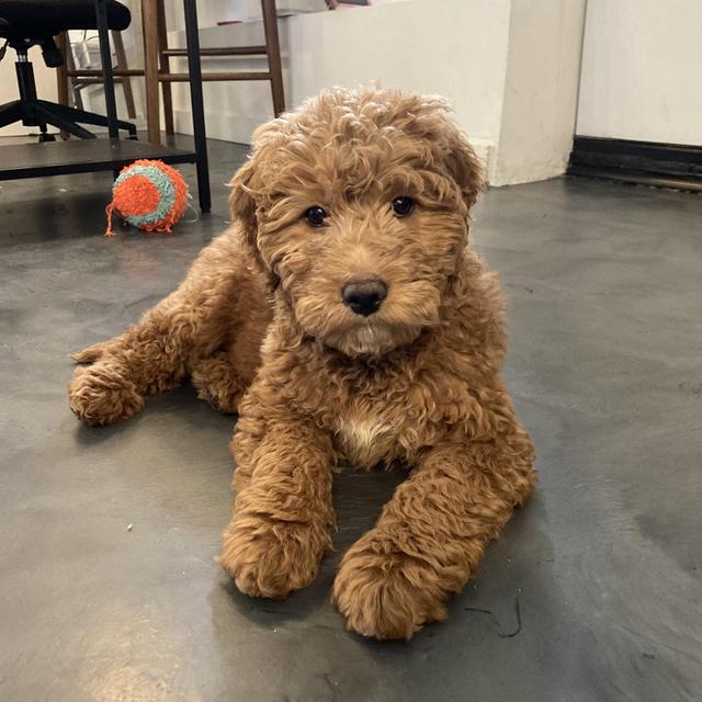 New Family Member