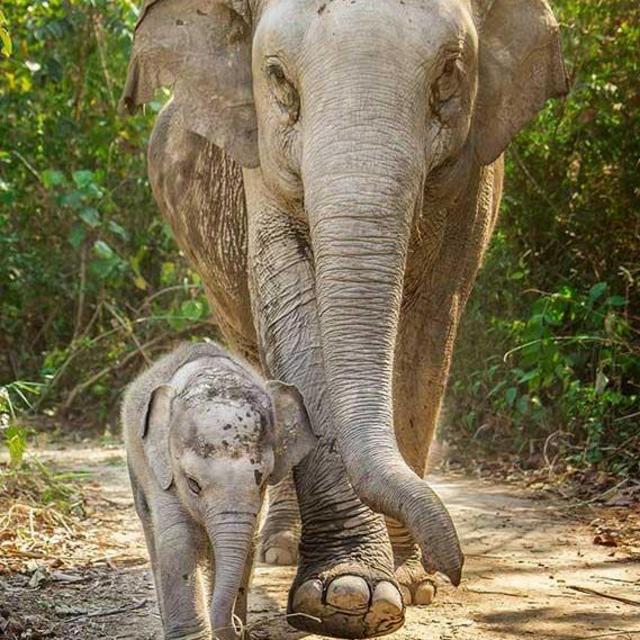 Elephant Sanctuary Visit