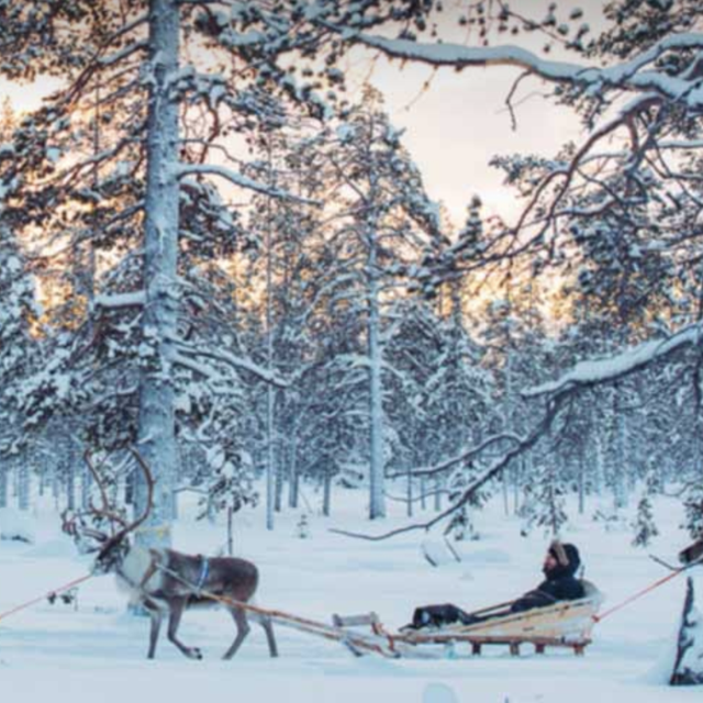 Reindeer Safari